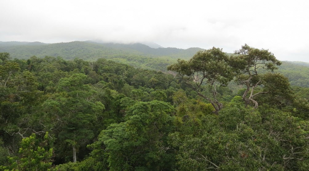 Daintree Rainforest, Queensland, Australia